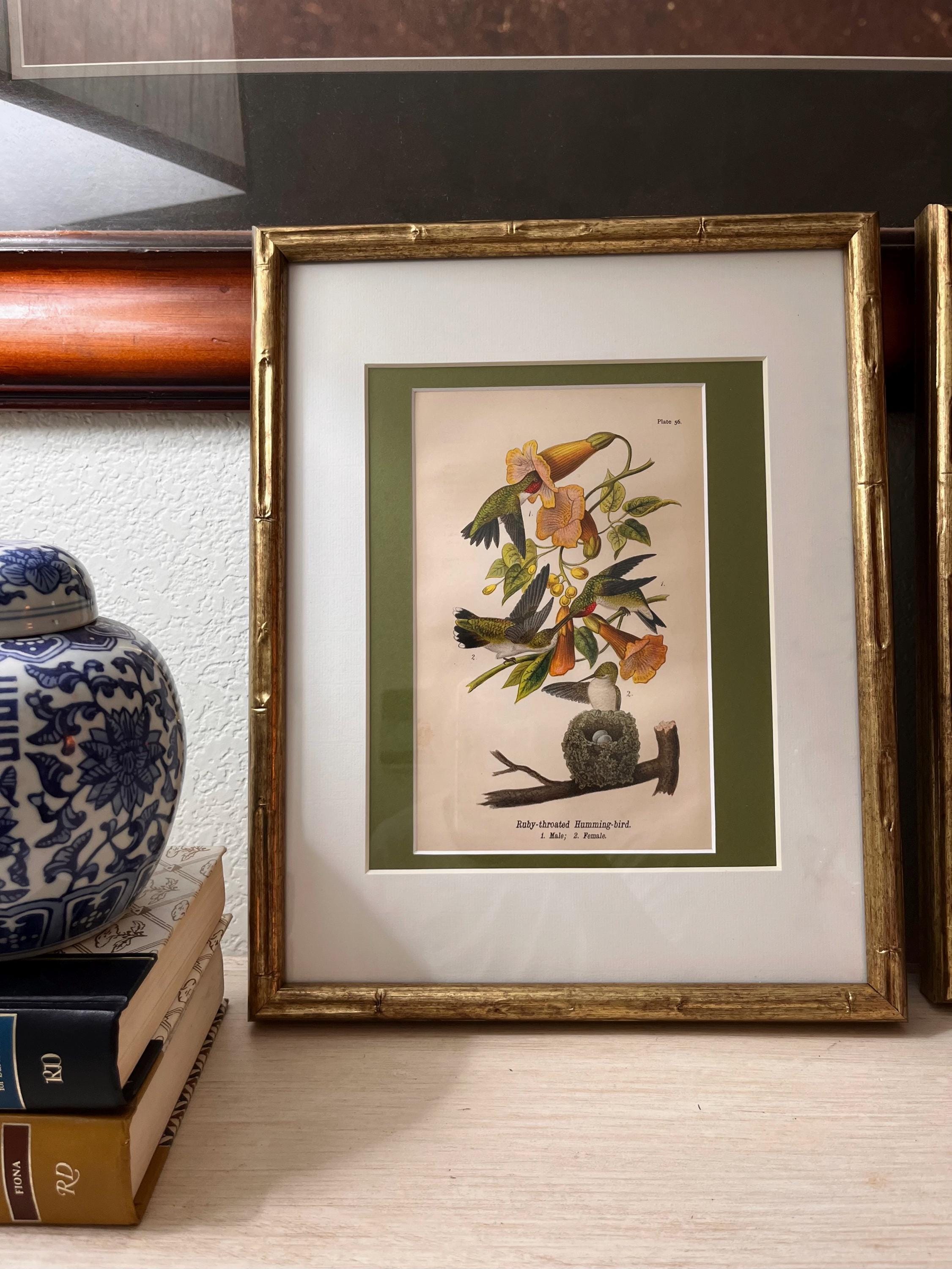 B.H. Warren Birds of Pennsylvania Chromolithographs | Set of 3 Bird Prints (11x14 Frames)